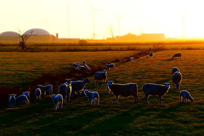 Horses on a field