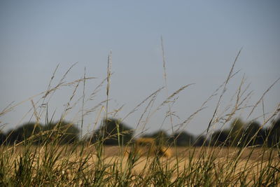 Close-up of grass on field against clear sky