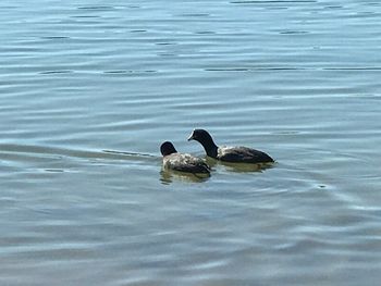 Ducks swimming on lake