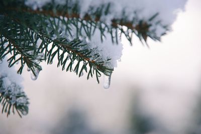 Close-up of icicles on tree branch during winter