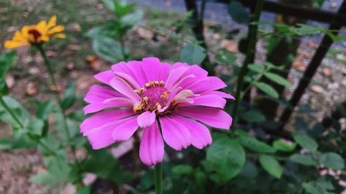 Close-up of pink flower