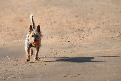 Dog running on beach