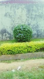 Scenic view of grassy field by trees