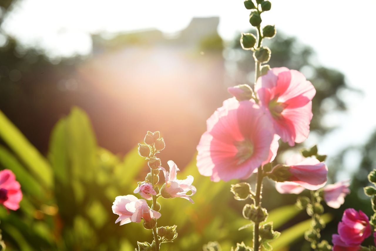 CLOSE-UP OF PINK ROSE FLOWERS