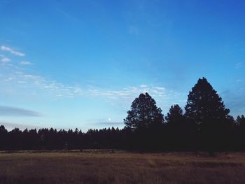 Trees on field against blue sky