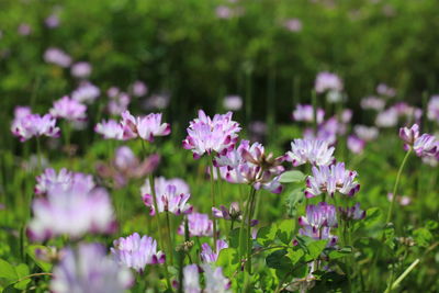 Close-up of pink flowering plants on field