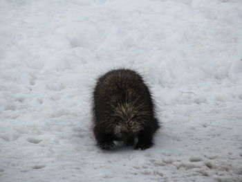 Close-up of animal during winter