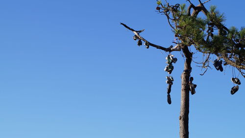 Low angle view of tree against clear blue sky