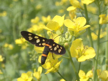 Close-up of butterfly pollinating on yellow flowers