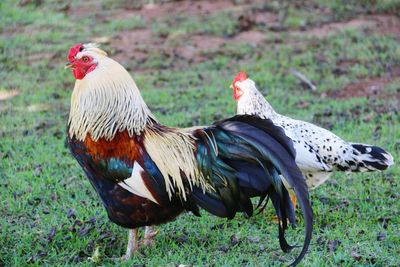 Close-up of rooster on field