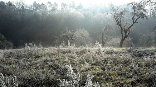 Trees growing in forest