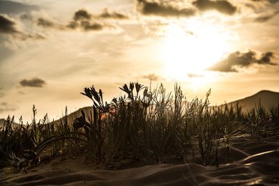 Plants growing on land against sky during sunset