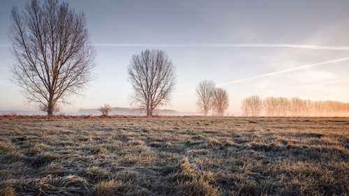 Bare trees on grassy field against sky during sunset