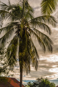 Palm tree by sea against sky