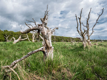 Bare trees on field against cloudy sky