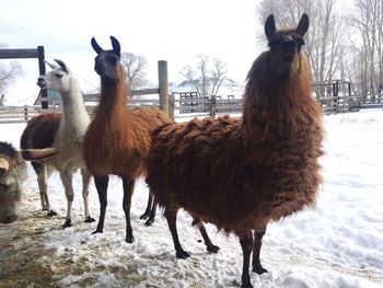 Llamas standing on snow covered field
