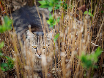 Close-up of cat in tall grass