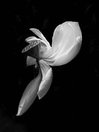 Close-up of white day lily blooming against black background