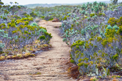 Path running through the bushes of roche ecrite, a mountainous summit in reunion island.