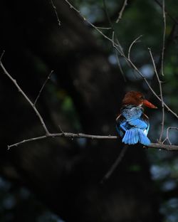 Close-up of bird perching on twig