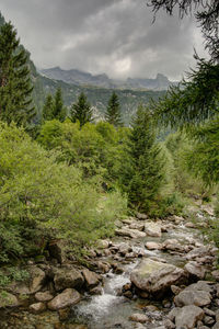 Scenic view of stream in forest against sky