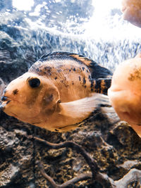 Close-up of hand feeding fish