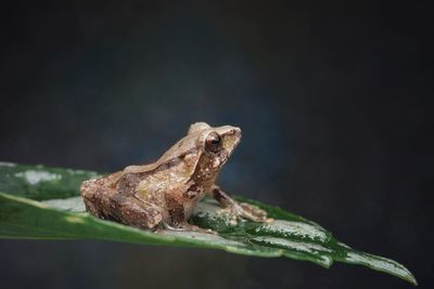 Close-up of frog on plant