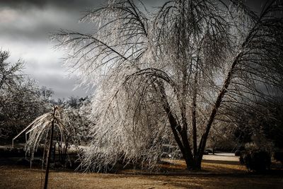 Bare trees against cloudy sky