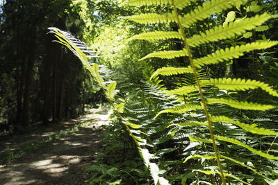 Close-up of green leaves on plant in forest