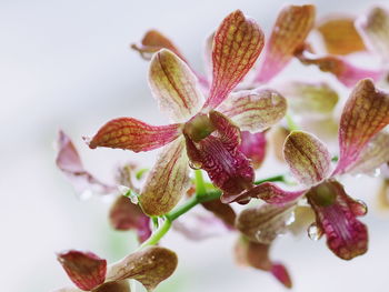 Close-up of flowers over white background