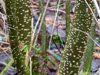 Close-up of plant in forest