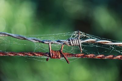 Close-up of spider on web