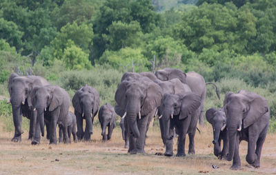 Elephants in a field