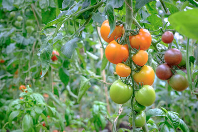 Close-up of tomatoes growing on tree