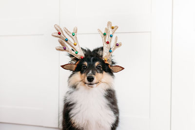 Portrait of dog against wall at home