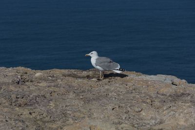 Seagull perching on rock by sea