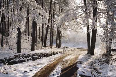 Dirt road amidst snow covered trees in forest