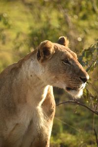 Side view of a cat on land