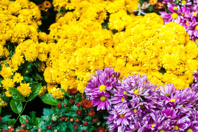 High angle view of yellow flowering plants
