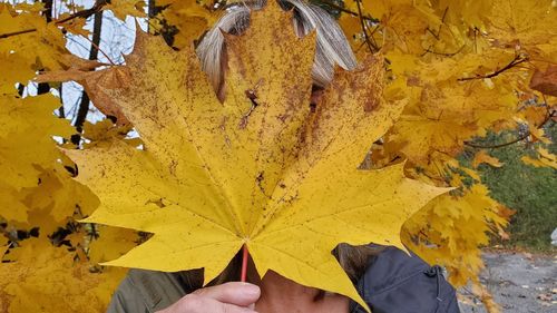 High angle view of yellow maple leaves during autumn