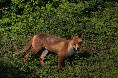 Red fox in foliage