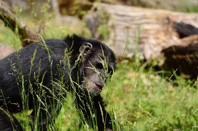 Close-up of a ape on field