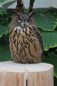 Close-up of bird perching on wooden post