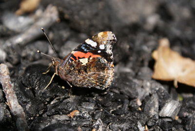 Close-up of butterfly on ashes