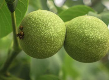 Close-up of fruits on tree