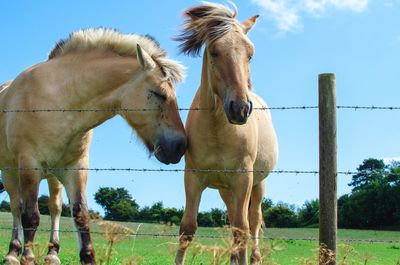 View of horses on field against sky