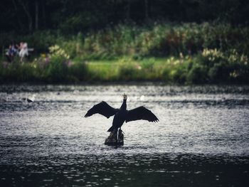 Bird flying over lake