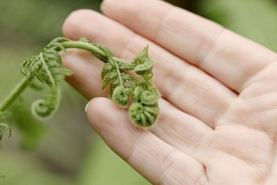 Cropped hand holding plant