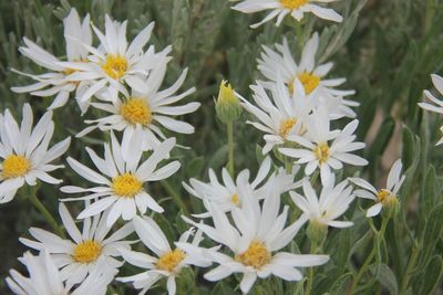 Close-up of yellow flowers blooming outdoors