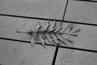 High angle view of lizard on wood against wall